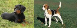 Slovakian Hound vs English Foxhound - Breed Comparison