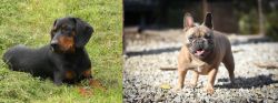 Slovakian Hound vs French Bulldog - Breed Comparison