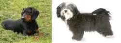Slovakian Hound vs Havanese - Breed Comparison
