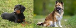 Slovakian Hound vs Icelandic Sheepdog - Breed Comparison