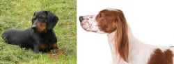 Slovakian Hound vs Irish Red and White Setter - Breed Comparison