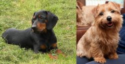 Slovakian Hound vs Norfolk Terrier - Breed Comparison