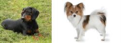 Slovakian Hound vs Papillon - Breed Comparison