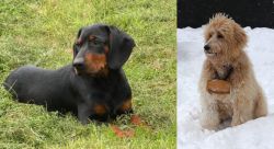 Slovakian Hound vs Pyredoodle - Breed Comparison