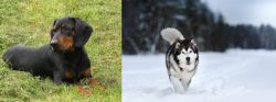 Slovakian Hound vs Siberian Husky - Breed Comparison