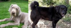 Slovakian Rough Haired Pointer vs Bakharwal Dog - Breed Comparison