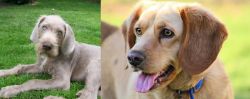 Slovakian Rough Haired Pointer vs Beago - Breed Comparison