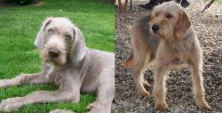 Slovakian Rough Haired Pointer vs Bosnian Coarse-Haired Hound - Breed Comparison
