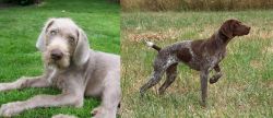 Slovakian Rough Haired Pointer vs Braque Francais - Breed Comparison