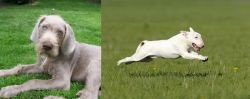 Slovakian Rough Haired Pointer vs Bull Terrier - Breed Comparison
