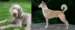 Slovakian Rough Haired Pointer vs Canaan Dog - Breed Comparison