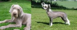 Slovakian Rough Haired Pointer vs Chinese Crested Dog - Breed Comparison