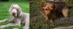 Slovakian Rough Haired Pointer vs Dorkie - Breed Comparison