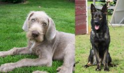 Slovakian Rough Haired Pointer vs East German Shepherd - Breed Comparison