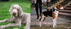 Slovakian Rough Haired Pointer vs Estonian Hound - Breed Comparison