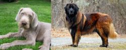 Slovakian Rough Haired Pointer vs Estrela Mountain Dog - Breed Comparison