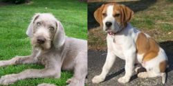 Slovakian Rough Haired Pointer vs Francais Blanc et Orange - Breed Comparison