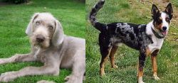 Slovakian Rough Haired Pointer vs German Coolie - Breed Comparison