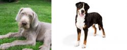 Slovakian Rough Haired Pointer vs Greater Swiss Mountain Dog - Breed Comparison