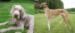 Slovakian Rough Haired Pointer vs Hortaya Borzaya - Breed Comparison