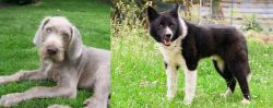 Slovakian Rough Haired Pointer vs Karelian Bear Dog - Breed Comparison