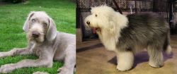 Slovakian Rough Haired Pointer vs Old English Sheepdog - Breed Comparison
