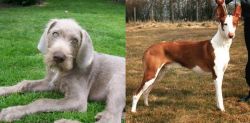 Slovakian Rough Haired Pointer vs Podenco Canario - Breed Comparison