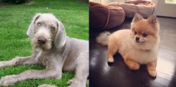 Slovakian Rough Haired Pointer vs Pomeranian - Breed Comparison