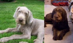 Slovakian Rough Haired Pointer vs Pudelpointer - Breed Comparison