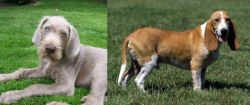 Slovakian Rough Haired Pointer vs Schweizer Niederlaufhund - Breed Comparison