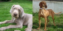 Slovakian Rough Haired Pointer vs Segugio Italiano - Breed Comparison