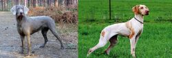 Slovensky Hrubosrsty Stavac vs Ariege Pointer - Breed Comparison