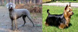 Slovensky Hrubosrsty Stavac vs Australian Silky Terrier - Breed Comparison