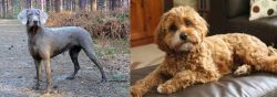 Slovensky Hrubosrsty Stavac vs Cavapoo - Breed Comparison