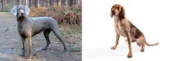 Slovensky Hrubosrsty Stavac vs Coonhound - Breed Comparison