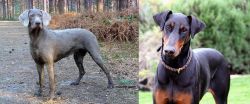 Slovensky Hrubosrsty Stavac vs Doberman Pinscher - Breed Comparison
