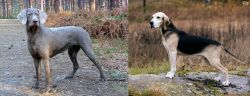 Slovensky Hrubosrsty Stavac vs Dunker - Breed Comparison