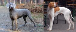 Slovensky Hrubosrsty Stavac vs English Pointer - Breed Comparison