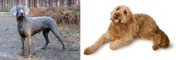 Slovensky Hrubosrsty Stavac vs Golden Doodle - Breed Comparison