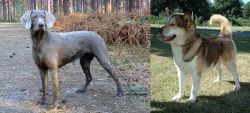 Slovensky Hrubosrsty Stavac vs Greenland Dog - Breed Comparison