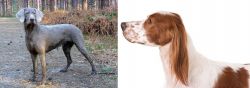 Slovensky Hrubosrsty Stavac vs Irish Red and White Setter - Breed Comparison