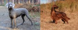 Slovensky Hrubosrsty Stavac vs Irish Setter - Breed Comparison