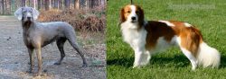 Slovensky Hrubosrsty Stavac vs Kooikerhondje - Breed Comparison