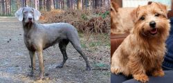 Slovensky Hrubosrsty Stavac vs Norfolk Terrier - Breed Comparison