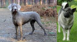 Slovensky Hrubosrsty Stavac vs Norwegian Elkhound - Breed Comparison