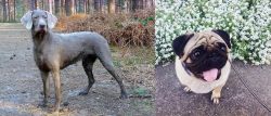 Slovensky Hrubosrsty Stavac vs Pug - Breed Comparison