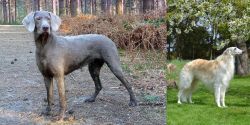Slovensky Hrubosrsty Stavac vs Russian Hound - Breed Comparison