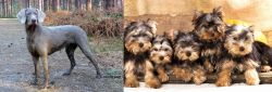 Slovensky Hrubosrsty Stavac vs Yorkshire Terrier - Breed Comparison