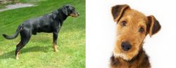 Smalandsstovare vs Airedale Terrier - Breed Comparison