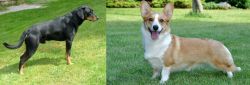 Smalandsstovare vs Cardigan Welsh Corgi - Breed Comparison